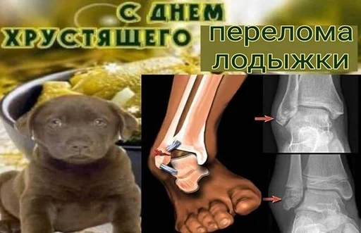 собака медицинская визуализация СМС