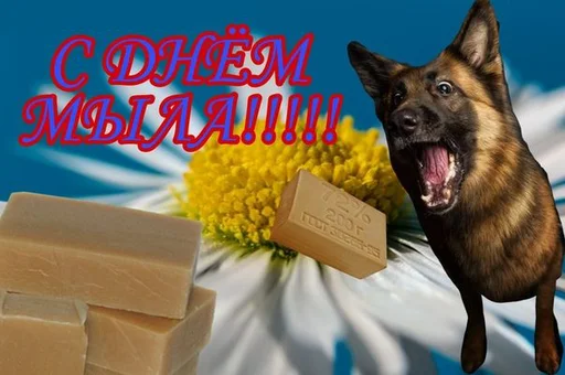 собака домашнее животное немецкая овчарка