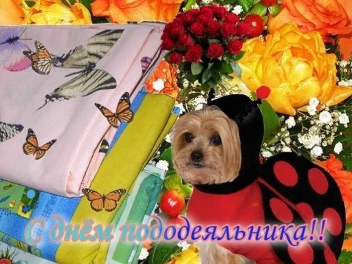 собака животное роза