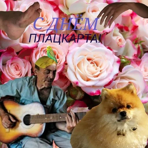 гитара музыкальный инструмент роза