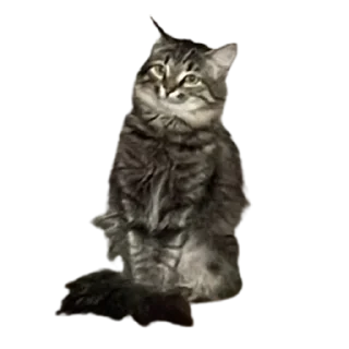 Стикер котомемасы - 0