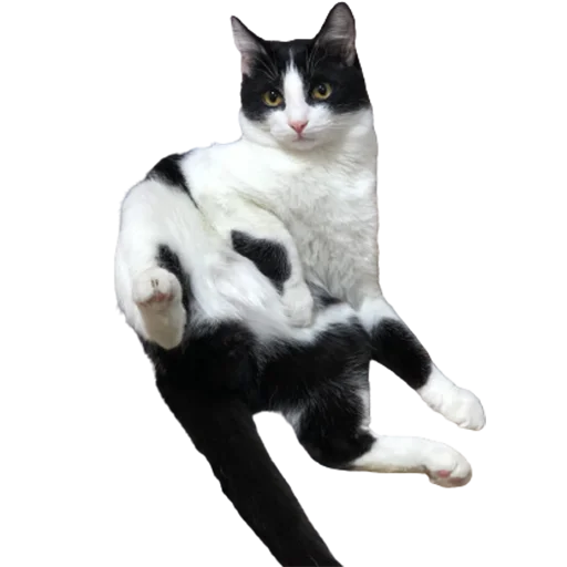 котомемасы - 