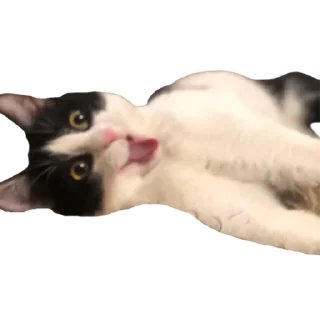 Стикер котомемасы - 11