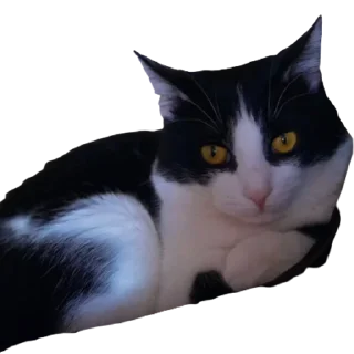 Стикер котомемасы - 2