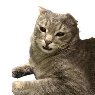 Стикер котомемасы - 5