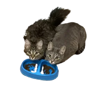 Стикер котомемасы - 6