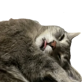 Стикер котомемасы - 1