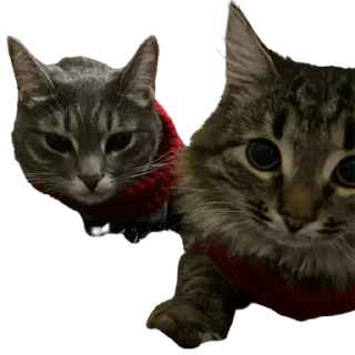 Стикер котомемасы - 8