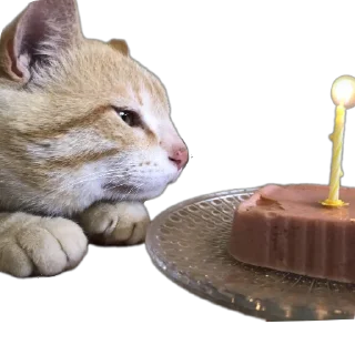 Стикер CaTestPack - 8