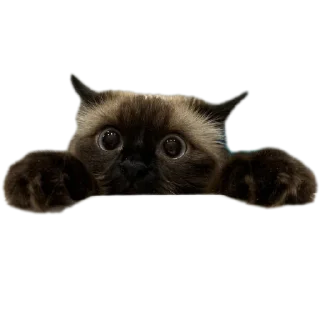 Стикер CaTestPack - 11