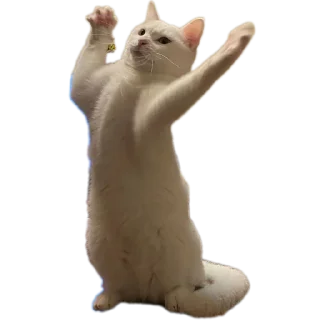 Стикер CaTestPack - 10