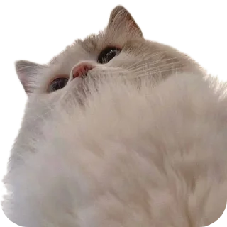 Стикер CaTestPack - 4