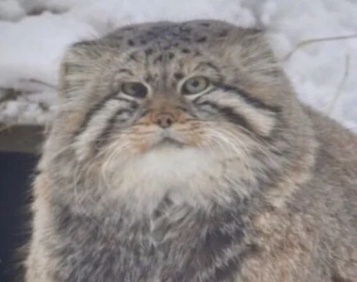 Стикер Melfis meme pack2 :: @fStikBot - 8