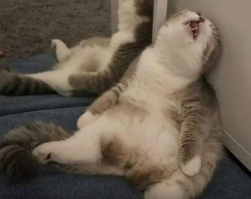 Стикер Melfis meme pack2 :: @fStikBot - 4