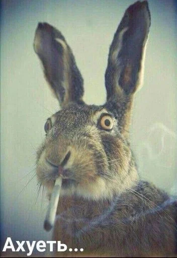 Стикер Animals :: @fStikBot - 8