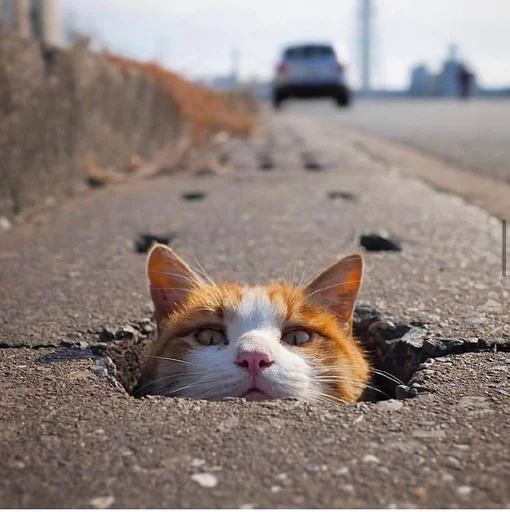 Стикер Animals :: @fStikBot - 7