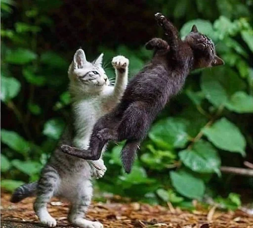 Стикер Animals :: @fStikBot - 5