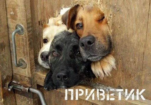 Стикер Animals :: @fStikBot - 4