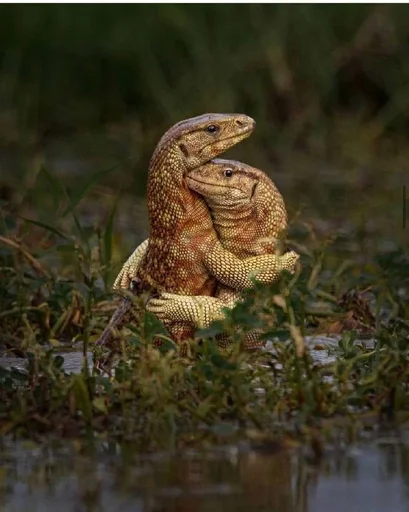 Стикер Animals :: @fStikBot - 3