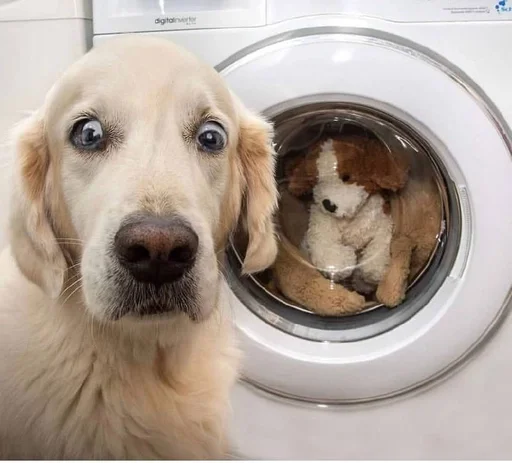 Стикер Animals :: @fStikBot - 2