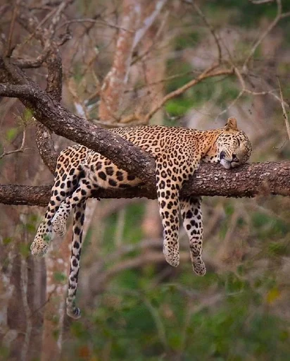 Стикер Animals :: @fStikBot - 1