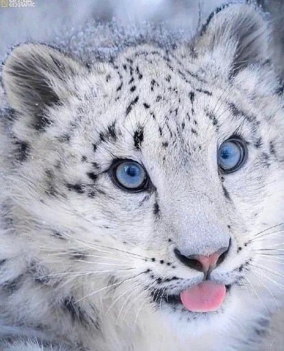 Стикер Animals :: @fStikBot - 0