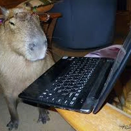 text laptop mammal
