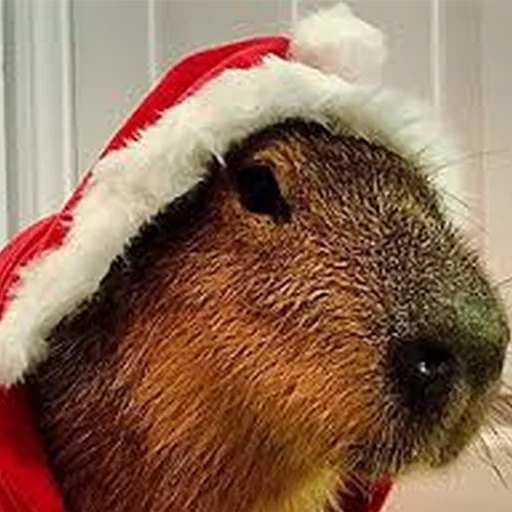 animal mammal rodent