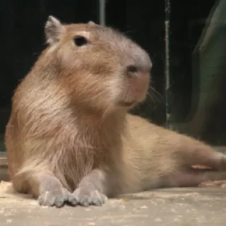 Sticker CapybaRa - 8