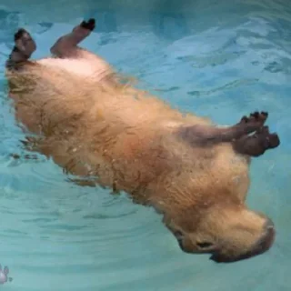 Sticker CapybaRa - 0