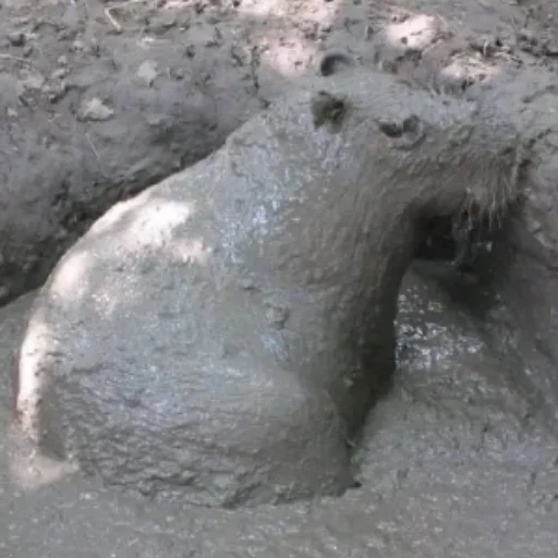 Sticker CapybarasRa - 1