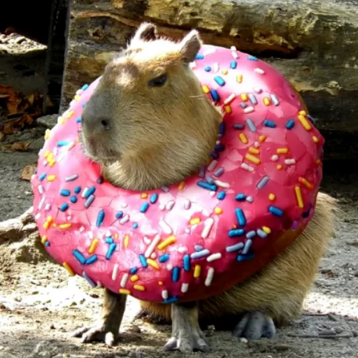 CapybaRa - 