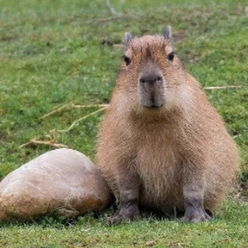 Стикер CapybarasRa - 1