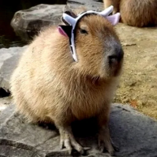 Стикер CapybarasRa - 1