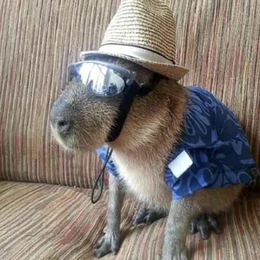 Sticker CapybarasRa - 1