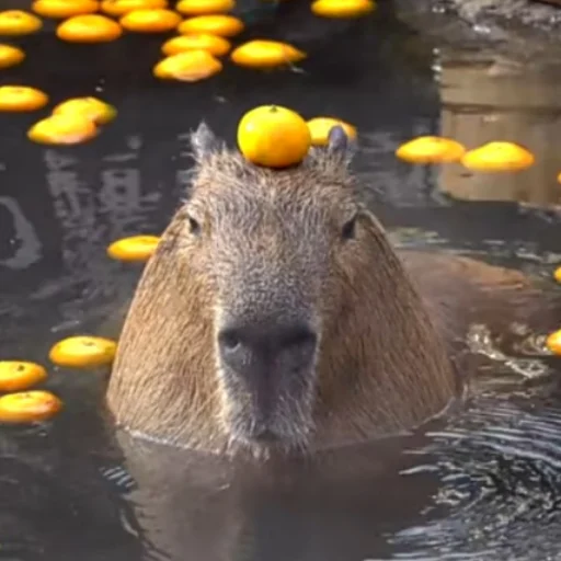 Стикер CapybarasRa - 1
