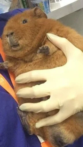 Sticker Capybaraschan - 1