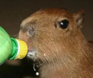Sticker Capybara @MyselfMeandIo - 0