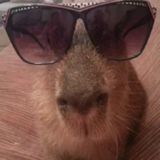 Sticker Capybara @MyselfMeandIo - 4