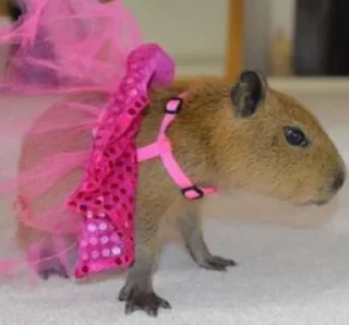 Sticker Capybara @MyselfMeandIo - 10