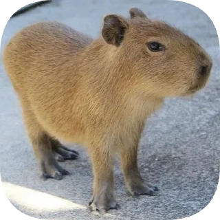 Sticker Капибарность @Capybaraness - 5