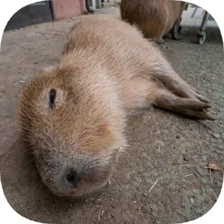 Sticker Капибарность @Capybaraness - 8