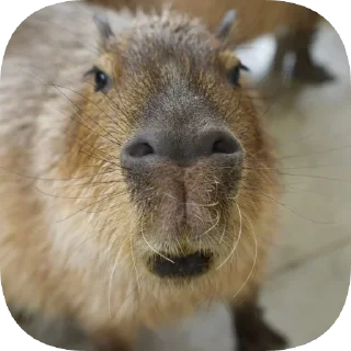Sticker Капибарность @Capybaraness - 7