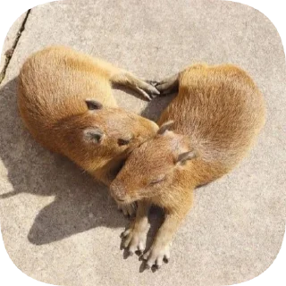 Sticker Капибарность @Capybaraness - 6