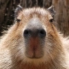 Капибарность @Capybaraness - 