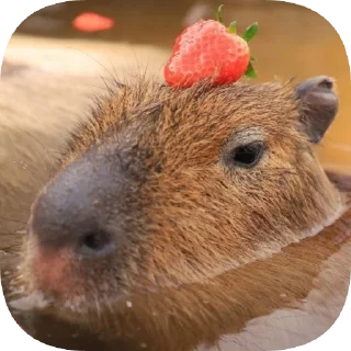 Sticker Капибарность @Capybaraness - 9