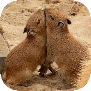Sticker Капибарность @Capybaraness - 0
