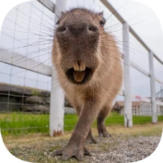 Sticker Капибарность @Capybaraness - 2