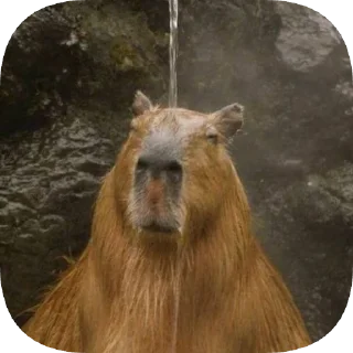 Sticker Капибарность @Capybaraness - 1