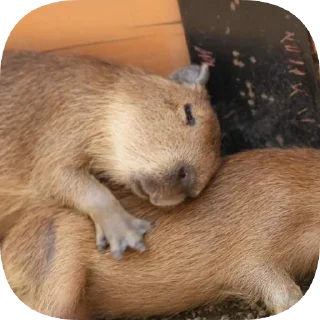 Sticker Капибарность @Capybaraness - 11